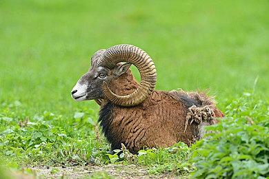 PS会员加PS5捆绑包套装泄露 附带两年三档会员